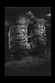 Fantastic Cavern
