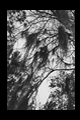 Spanish Moss