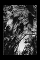 Spanish Moss Silhouette